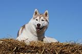 SIBERIAN HUSKY 697